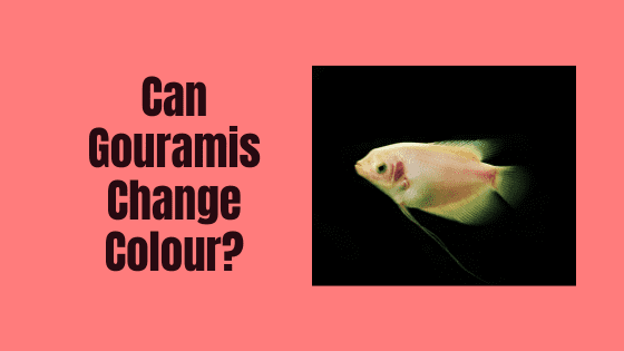 can gouramis change colour?