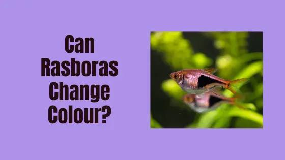 can rasboras change colour?