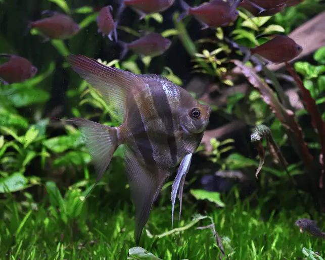 deep angelfish