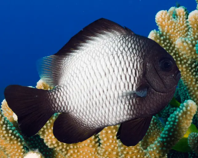 domino damselfish