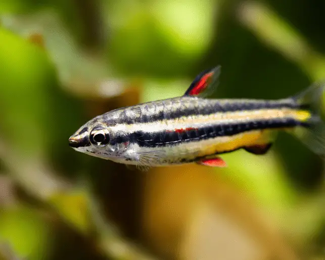 dwarf pencilfish