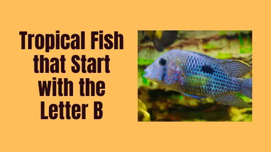 fish that start with b