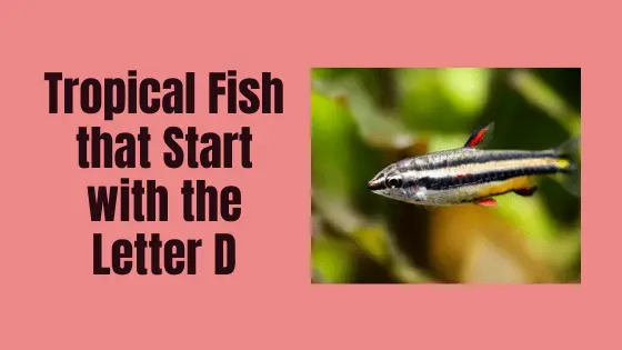 Fish that start with D