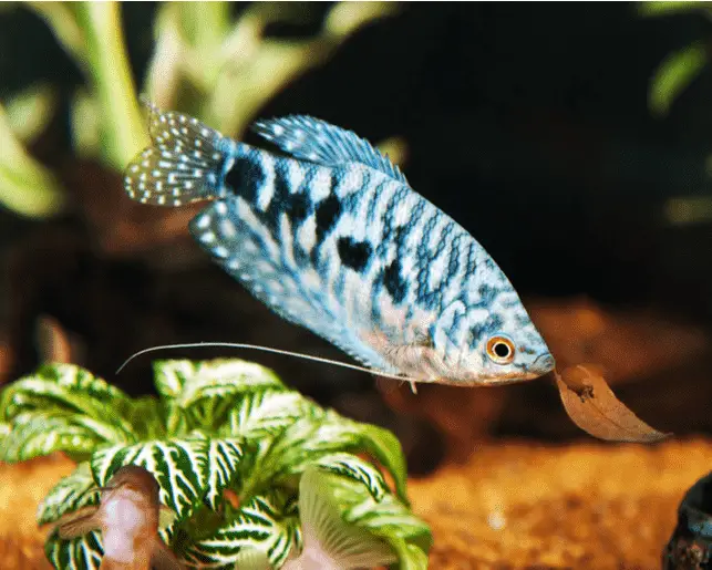 blue gourami