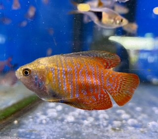 dwarf gourami