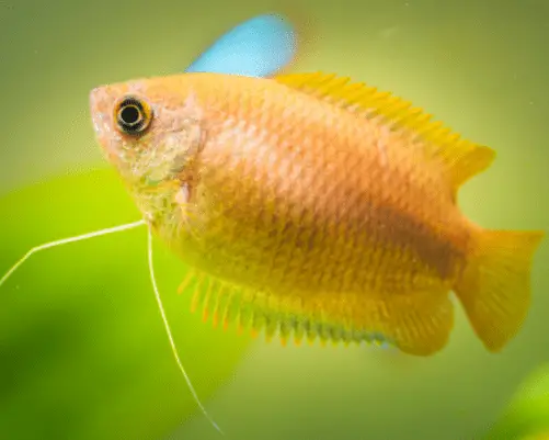 honey gourami