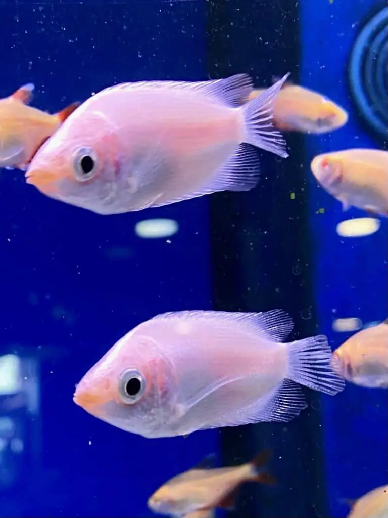 white gouramis