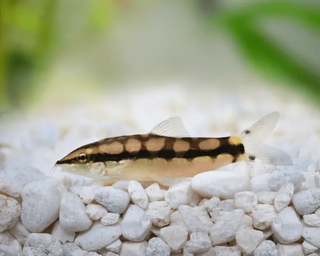 dwarf loach