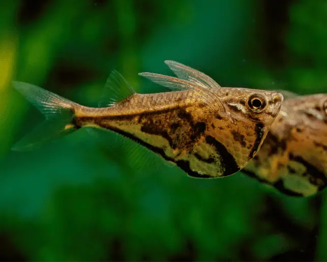 marbled hatchetfish