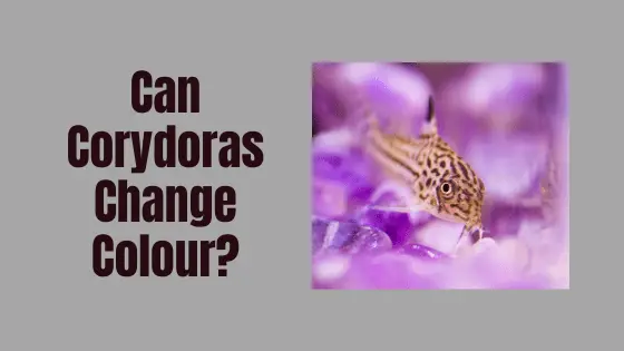 can corydoras change colour?