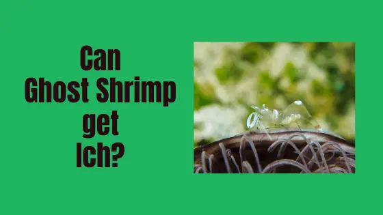 can ghost shrimp get ich?