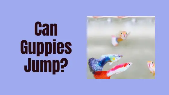 can guppies jump?