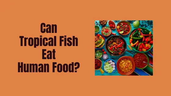can tropical fish eat human food