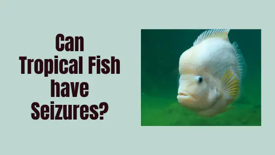 can tropical fish have seizures