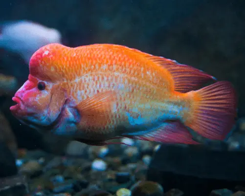 red devil cichlid