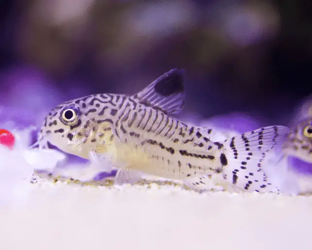 striped corydoras