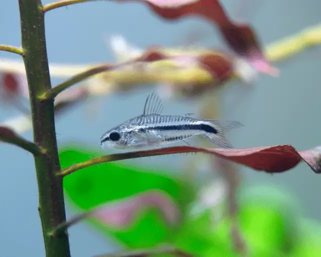 pygmy corydoras