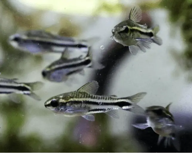 corydoras changing colour