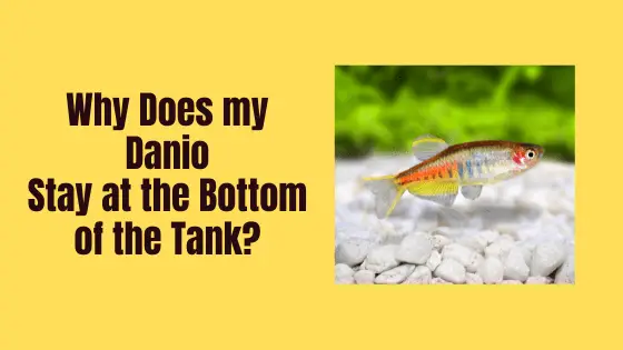 why does my danio stay at the bottom of the tank?