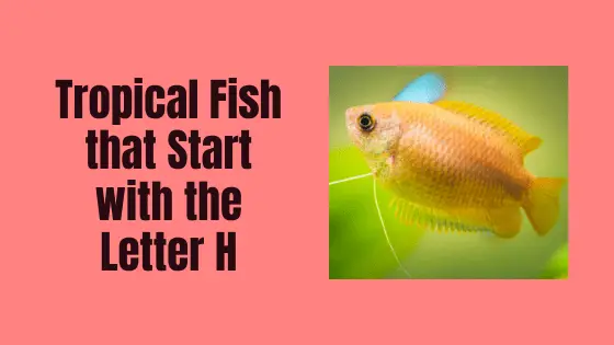 tropical fish that start with H