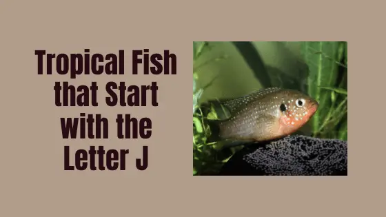 Fish that start with J