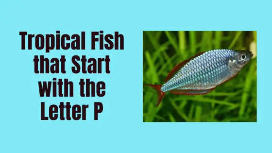 tropical fish that start with P
