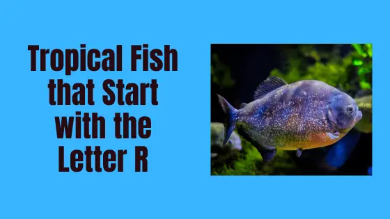 tropical fish that start with the letter R