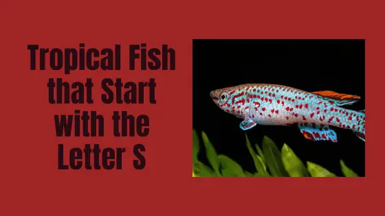 Tropical Fish that Start with S (with Photos) -