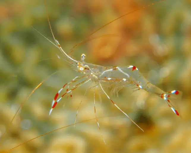 ghost shrimp in a fish tank