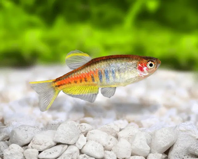 glowlight danio