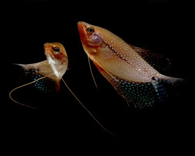 pearl gouramis