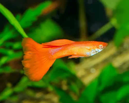 orange guppy