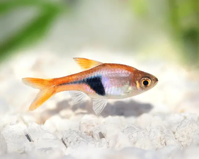 harlequin rasbora