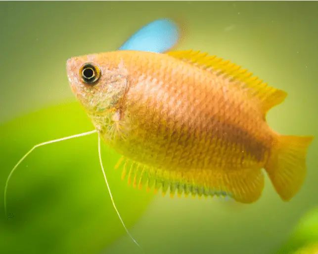 honey gourami