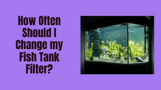 how often should i change my fish tank filter?