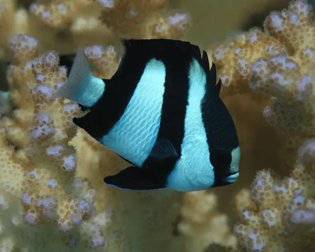 humbug damselfish