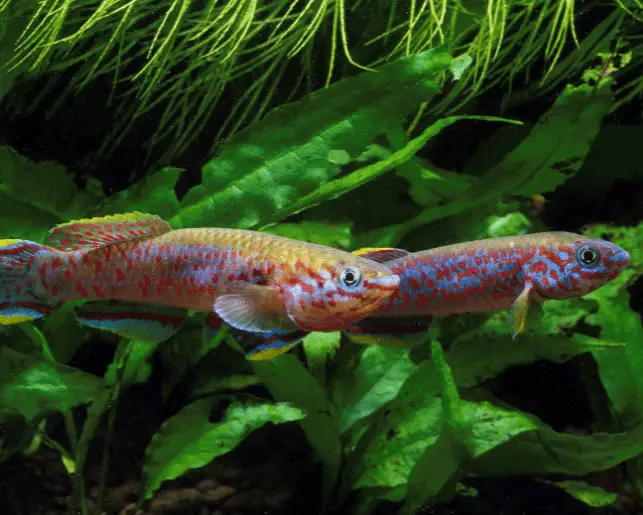 killifish