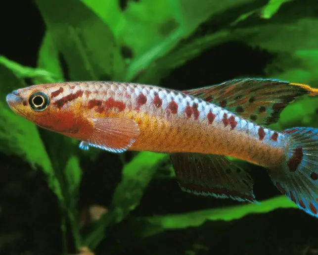 red-aphyosemion killifish