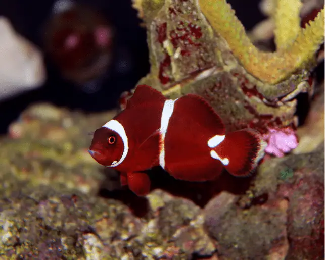 maroon clownfish