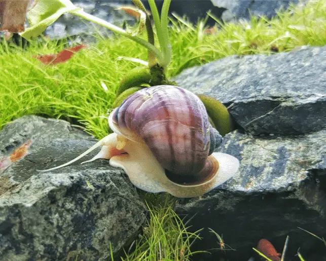 mystery snail