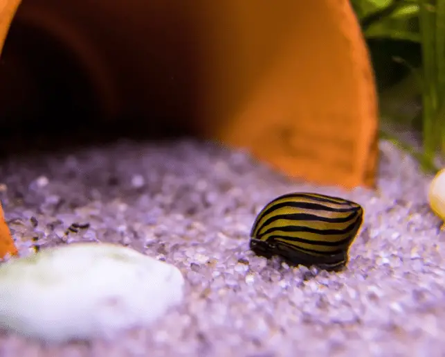 nerite snail