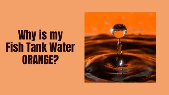 why is my fish tank water orange?