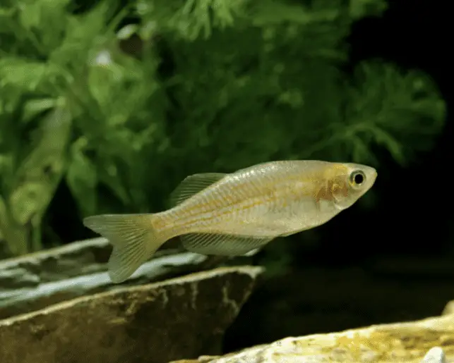 pearl danio