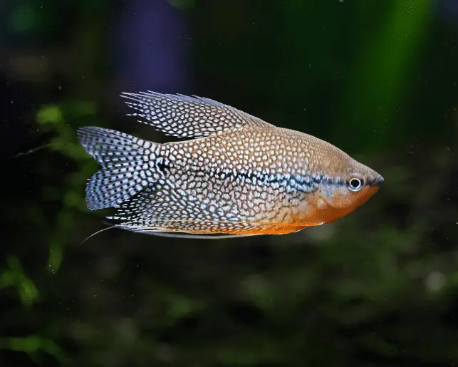 pearl gourami