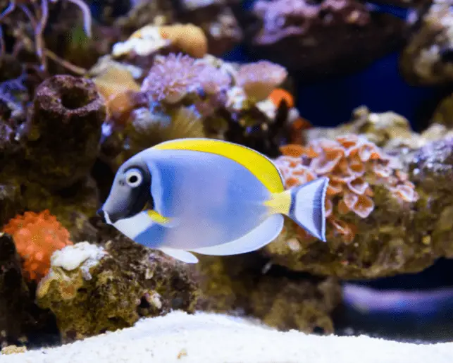 powder blue tang