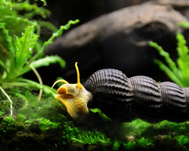 rabbit snail