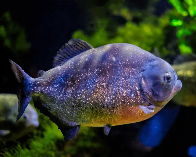 red bellied piranha