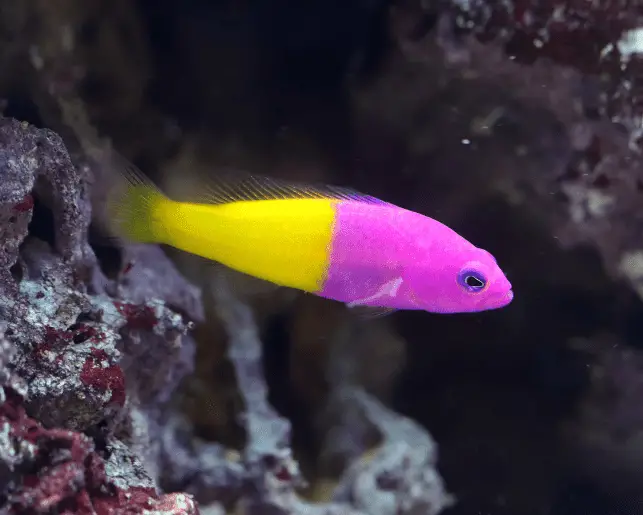 royal dottyback