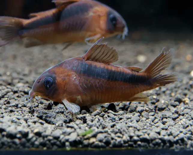 rusty corydoras