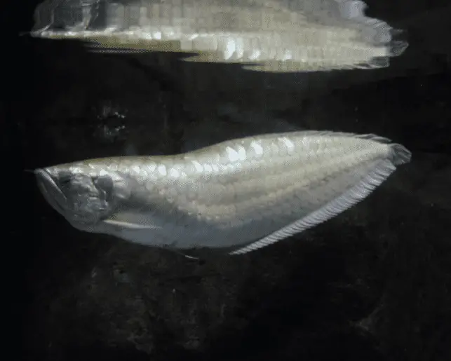 silver arowana